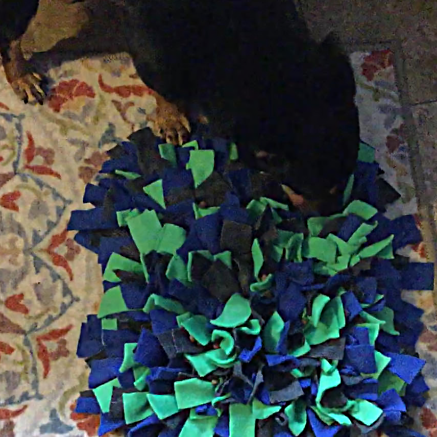 A Lancashire Heeler plays with a snuffle mat to find treats
